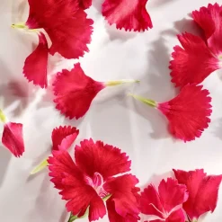 Wonderlust Eau De Parfum 50ml