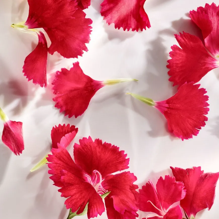 Wonderlust Eau De Parfum 50ml